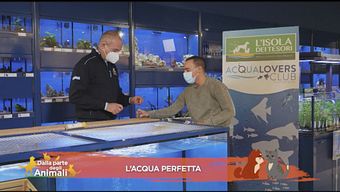 Consigli preziosi per gli appassionati di acquariologia